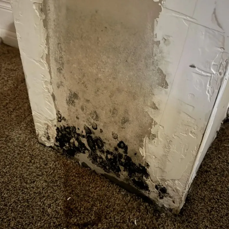 Professional Mold Removal in August, CA